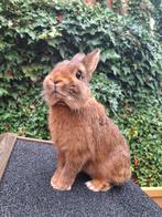 Mooi dwerg konijntje, Dieren en Toebehoren, Konijnen, Mannelijk, Dwerg, 0 tot 2 jaar