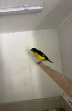 Colombia sijs man, Dieren en Toebehoren, Mannelijk, Tropenvogel
