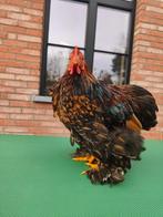 Cochin Kriel Haan Goud Zwart Gezoomd, Dieren en Toebehoren, Pluimvee, Mannelijk, Kip