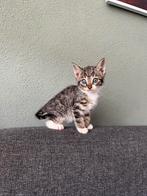 Kittens poesjes/katertjes, Dieren en Toebehoren, Katten en Kittens | Overige Katten, Meerdere dieren, Kortharig, 0 tot 2 jaar