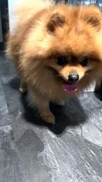 pomeriaan te koop, Dieren en Toebehoren, Honden | Poolhonden, Keeshonden en Oertypen, Reu, Eén hond, 3 tot 5 jaar, Nederland