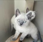 Britsekorthaar blue point, Dieren en Toebehoren, Katten en Kittens | Raskatten | Korthaar, Meerdere dieren, Ontwormd