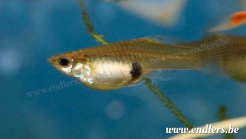 Gratis Endler guppen, Dieren en Toebehoren, Vissen | Aquariumvissen, Vis