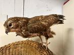 Buizerd - taxidermie - opgezet, Ophalen of Verzenden