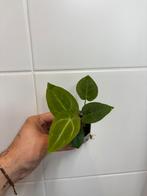 Anthurium complex hybrid x forgetii dark, Huis en Inrichting, Kamerplanten, Ophalen of Verzenden, Overige soorten, Minder dan 100 cm