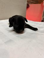 Hond, Parvo, Reu, 8 tot 15 weken, Bulldog