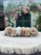 Minilop baby konijntjes🌸, Meerdere dieren, Dwerg