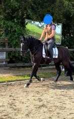 Lieve PRE ruin Bandido VAP te koop, Minder dan 160 cm, B, Gechipt, Ruin
