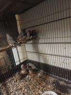 Zebravinken, Dieren en Toebehoren, Meerdere dieren, Tropenvogel