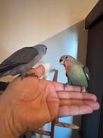Mooie Agapornis Roseicollis te koop, Dieren en Toebehoren, Vogels | Parkieten en Papegaaien, Geslacht onbekend, Dwergpapegaai of Agapornis