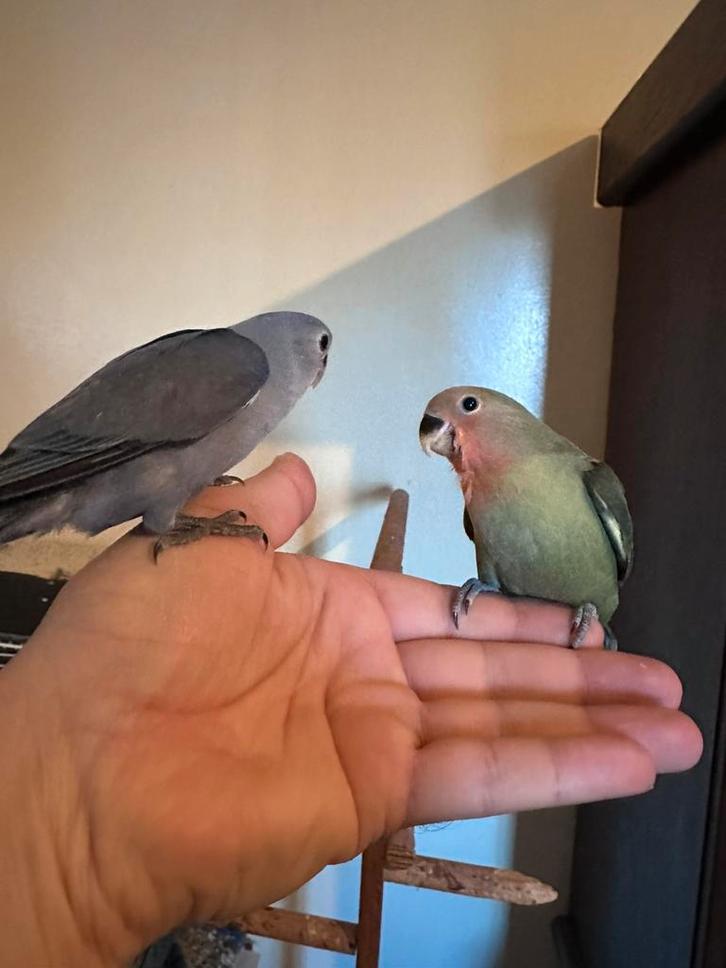 Mooie Agapornis Roseicollis te koop, Dieren en Toebehoren, Vogels | Parkieten en Papegaaien, Dwergpapegaai of Agapornis, Geslacht onbekend