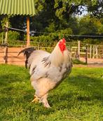 Bewezen Brahma haan, Dieren en Toebehoren, Pluimvee, Mannelijk, Kip