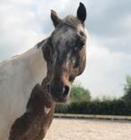 Verzorg(st)er gezocht voor lieve B-pony in Soest, Dieren en Toebehoren, Paarden en Pony's | Overige Paardenspullen, Ophalen of Verzenden