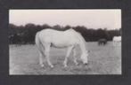 Soest Rusthuis Paarden Senator Rijpaard uit Petten 1985., Verzamelen, Ansichtkaarten | Nederland, Utrecht, Ongelopen, Ophalen of Verzenden