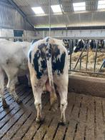 Dekstier, en/of fokstier 100% Holstein, Ophalen, Nieuw, Boerderijdier, Overige typen