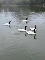 ZWARTHALSZWANEN, Dieren en Toebehoren, Pluimvee, Meerdere dieren, Gans of Zwaan