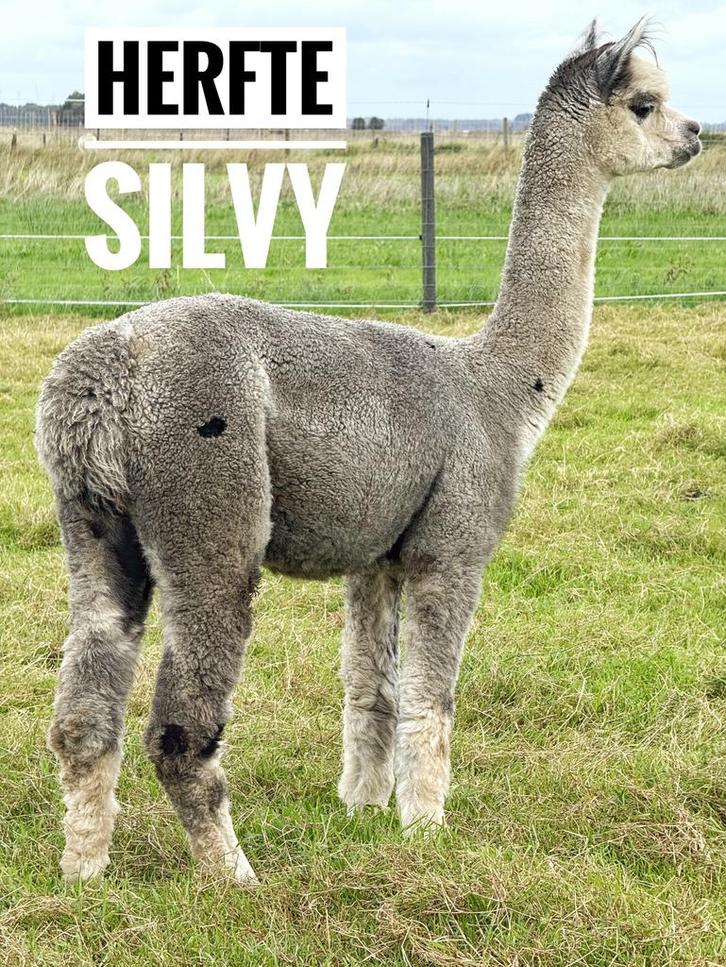 Grijze Alpaca merrie te koop (Herfte Silvy), Dieren en Toebehoren, Overige Dieren, Vrouwelijk, April