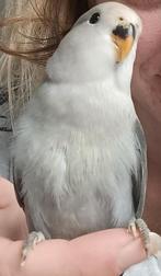 Agapornis, Dieren en Toebehoren, Vogels | Parkieten en Papegaaien, Geslacht onbekend, Dwergpapegaai of Agapornis