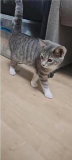 Een mooie boerderij poesje verkopen, Dieren en Toebehoren, Katten en Kittens | Dekkaters