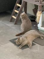 Twee lieve BRITS KORTHAAR KATERS - vader & zoon –, Dieren en Toebehoren, Katten en Kittens | Raskatten | Korthaar, Kater, Gechipt