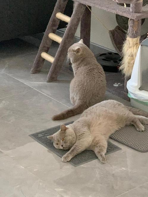 Twee lieve BRITS KORTHAAR KATERS - vader & zoon –, Dieren en Toebehoren, Katten en Kittens | Raskatten | Korthaar, Kater, Gechipt