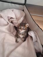 Te koop zuivere Maine Coon kittens, Dieren en Toebehoren, Katten en Kittens | Raskatten | Korthaar, Gechipt