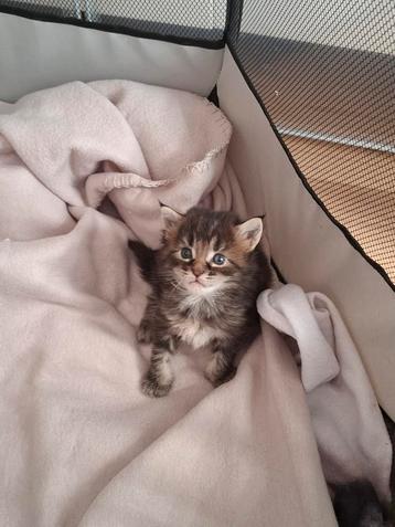 Te koop zuivere Maine Coon kittens  beschikbaar voor biedingen