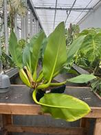 De Philodendron 'pacova, Ophalen