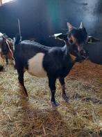 Dwerg geit bokje CAE en CL vrij, Dieren en Toebehoren, Schapen, Geiten en Varkens, Mannelijk, Geit