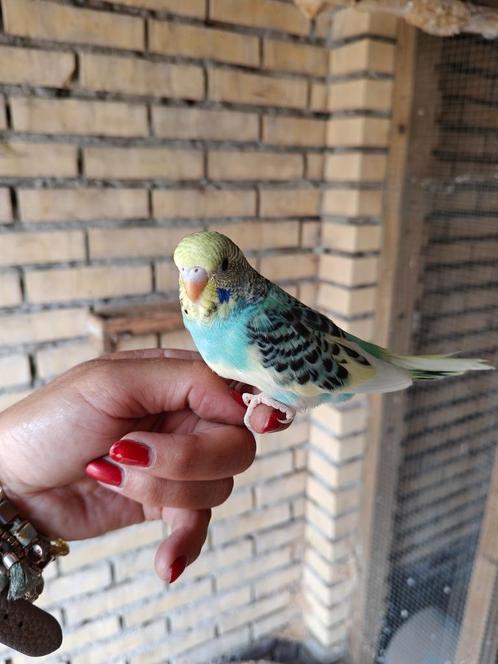 Grasparkietje  jong handtam, Dieren en Toebehoren, Vogels | Parkieten en Papegaaien, Parkiet, Geslacht onbekend, Tam