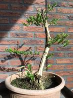 Lonicera bonsai starter., Ophalen
