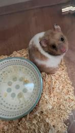 Mooie hamster, Dieren en Toebehoren, Knaagdieren, Hamster, Geslacht onbekend, Tam, Oktober