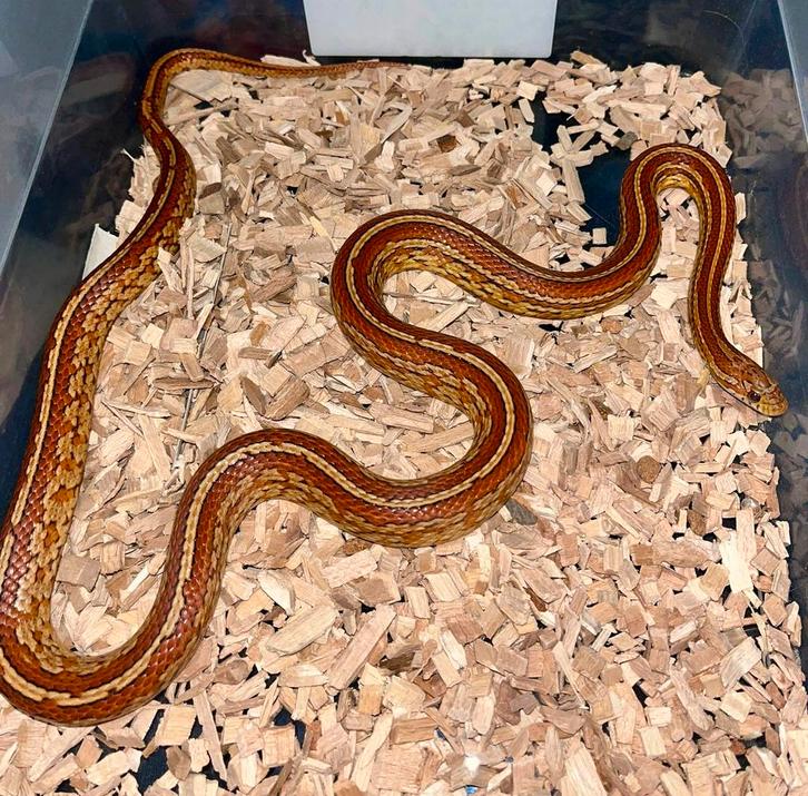 Rattenslang  Teserra