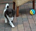 Mooie pups kruising stabij / wetterhoun, Rabiës (hondsdolheid), 8 tot 15 weken, Meerdere, Nederland
