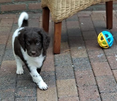Mooie pups kruising stabij / wetterhoun, Dieren en Toebehoren, Honden | Retrievers, Spaniëls en Waterhonden, Reu, Overige rassen