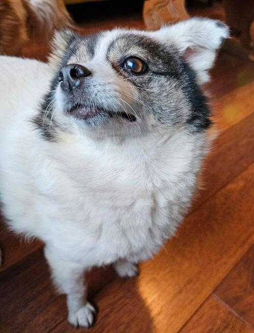 Lieve, rustige hond zoekt zacht en stabiel thuis, Dieren en Toebehoren, Honden | Niet-rashonden, Klein, Teef, Particulier, Eén hond