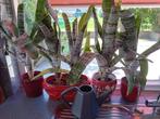 Bromelia achmea grote stekken, Huis en Inrichting, Kamerplanten, Ophalen, Overige soorten, Halfschaduw, Minder dan 100 cm