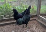 te koop een koppel Ayam Cemani de zwarte kippen, Dieren en Toebehoren, Pluimvee, Meerdere dieren, Kip