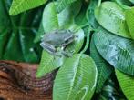 Litoria caerulea snow flake koraalteen boomkikker, Dieren en Toebehoren, Hagedis, 0 tot 2 jaar