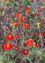 Zaden Tagetes patula Burning Embers, Ophalen of Verzenden