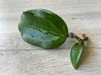 Hoya sp. 22 Khao Yai, Ophalen of Verzenden, Halfschaduw, Minder dan 100 cm