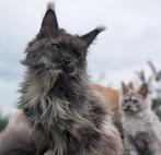 maine coon poes 4 jaar oud, Dieren en Toebehoren, Poes, Gechipt, 3 tot 5 jaar