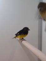 1-1 Geelbuik sijsen, Meerdere dieren, Tropenvogel, Geringd