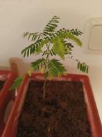 Perzische slaapboompjes, Ophalen of Verzenden, Overige soorten, Volle zon