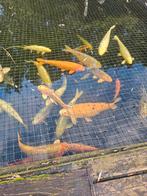 Koi inhoud vijver, Dieren en Toebehoren, Vissen | Vijvervissen, Karper of Koi