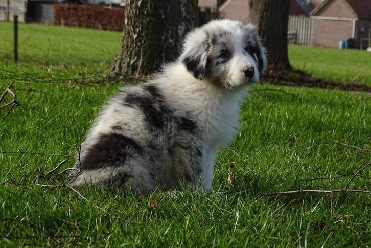 Australian Shepherd pups, Dieren en Toebehoren, Honden | Herdershonden en Veedrijvers, Meerdere dieren, Herder, Fokker | Hobbymatig