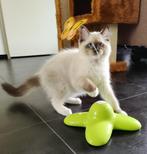Poes Ragdoll kitten met stamboom uit huiselijke cattery, Dieren en Toebehoren, Katten en Kittens | Raskatten | Langhaar, Poes