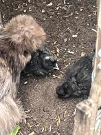 Zijdehoen kuikens te koop, Dieren en Toebehoren, Pluimvee, Geslacht onbekend, Kip