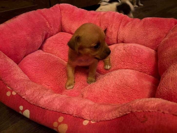 ️lieve pups️, Dieren en Toebehoren, Honden | Niet-rashonden, Middel, Meerdere dieren, Particulier, Meerdere, Nederland, 8 tot 15 weken