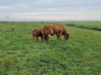 100 % vrb stamboek zoogstel, Dieren en Toebehoren, Runderen, Mannelijk